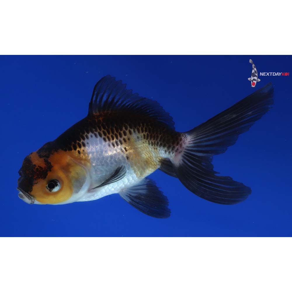 4” Imported Tri Color Panda Oranda