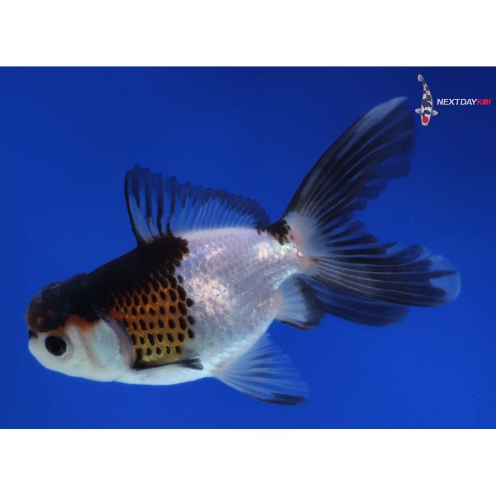 3.5” Imported Tri Color Panda Oranda