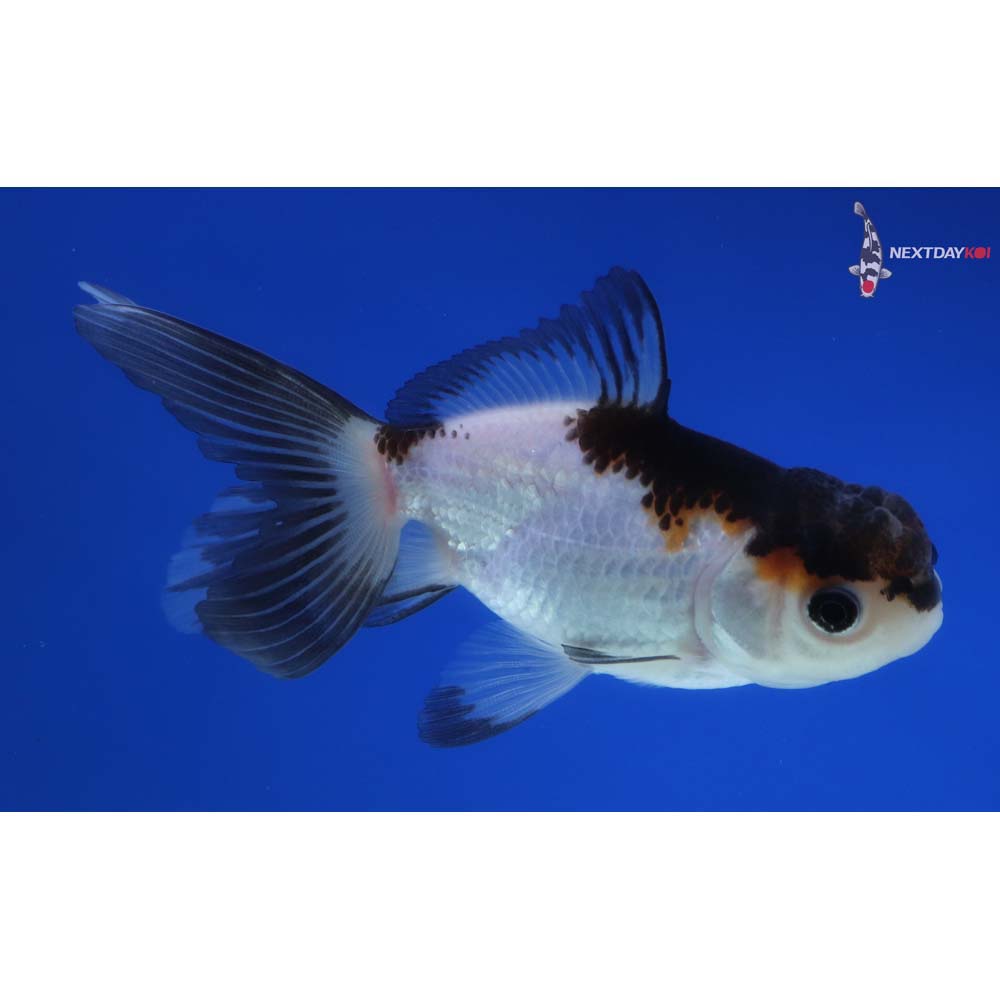 3.5” Imported Tri Color Panda Oranda