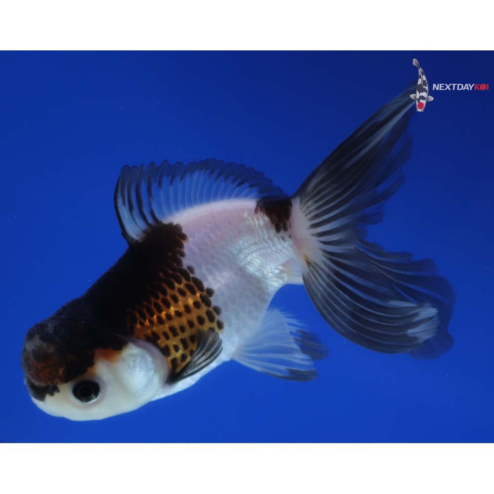 3.5” Imported Tri Color Panda Oranda