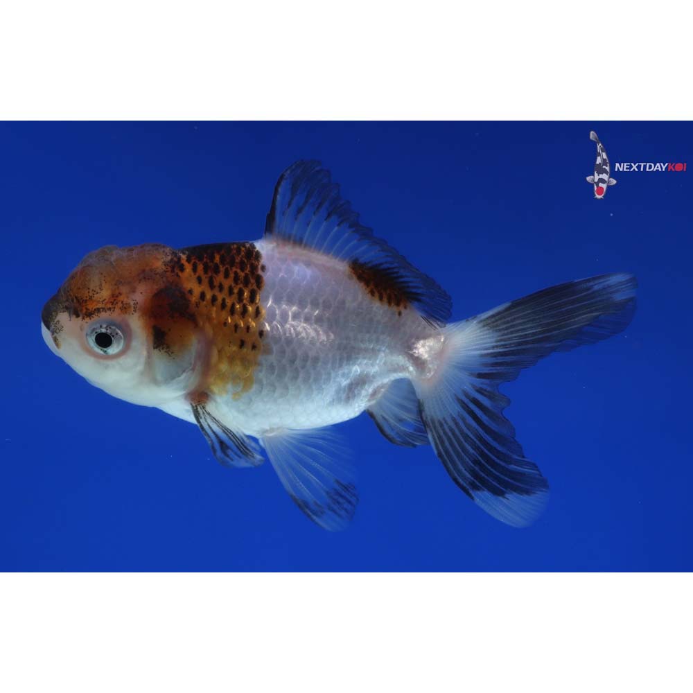 3.5” Imported Tri Color Panda Oranda