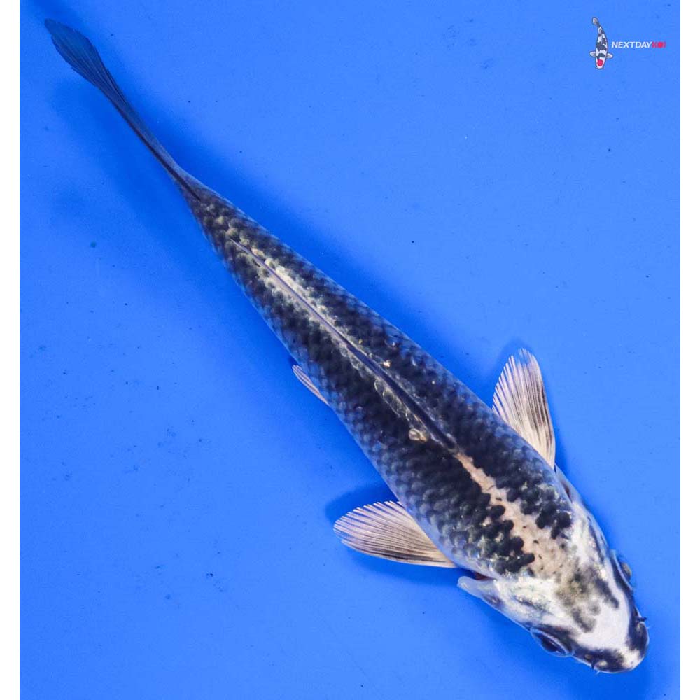 5.5” Imported Gin Matsuba