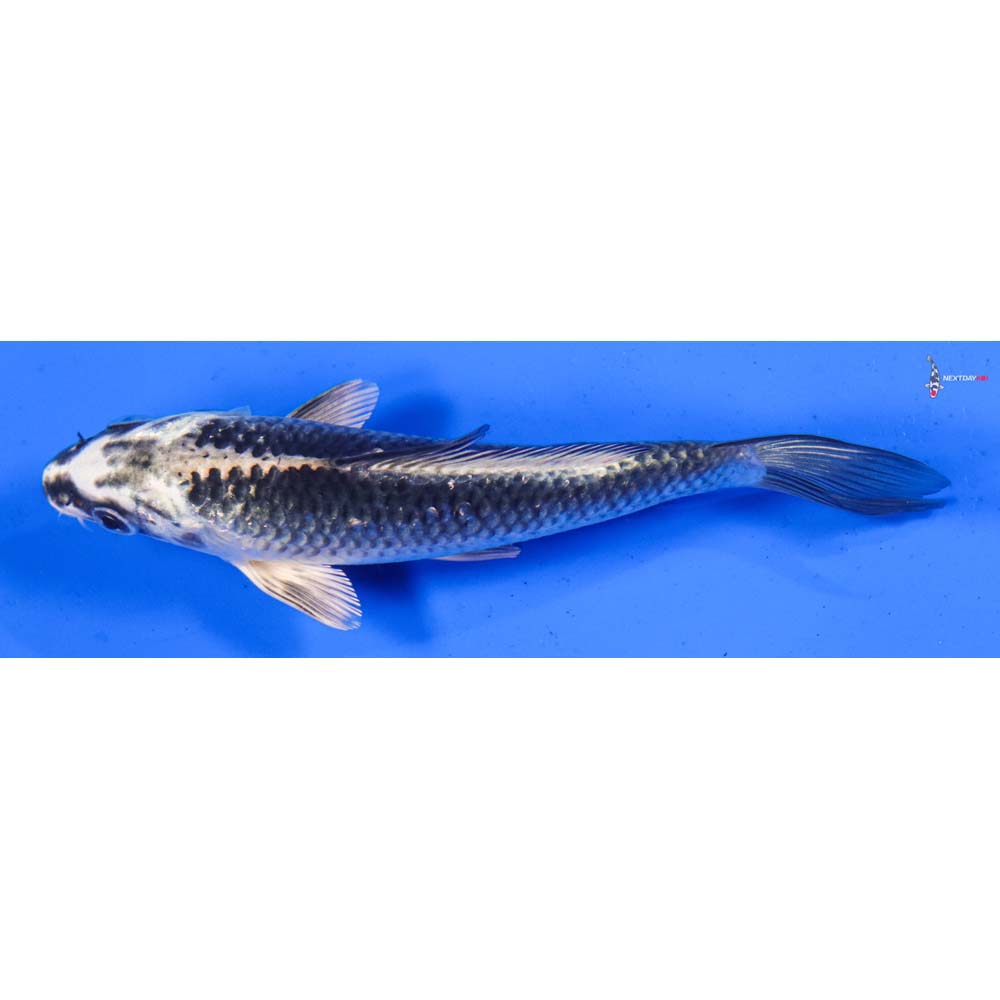 5.5” Imported Gin Matsuba