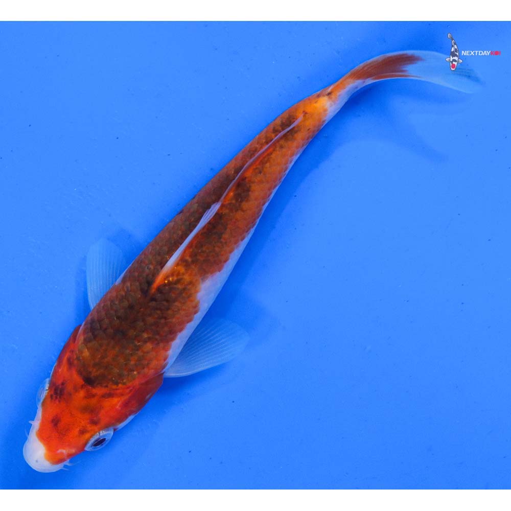 5.5” Imported Goromo