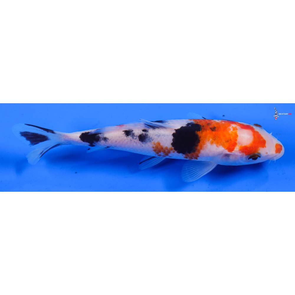 5.5” Imported Sanke