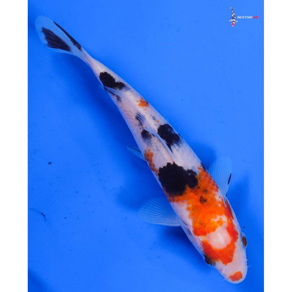 5.5” Imported Sanke