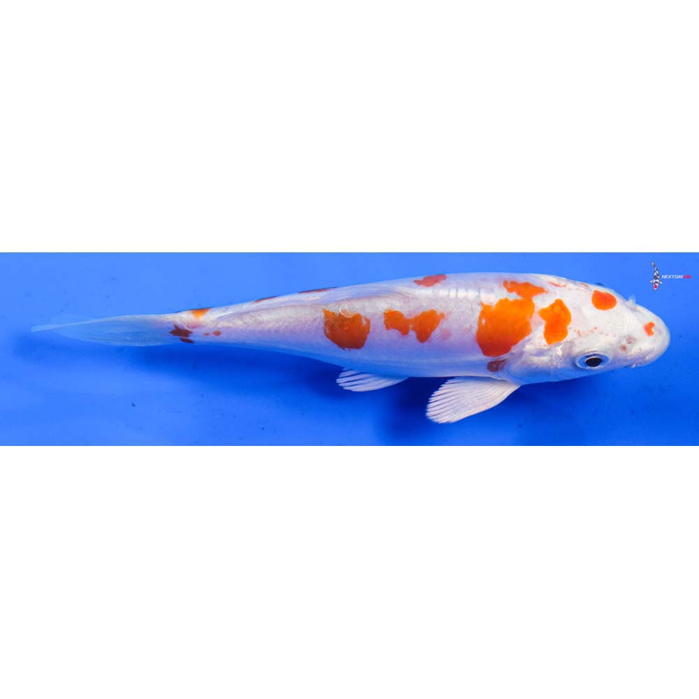 5” Imported Kikusui