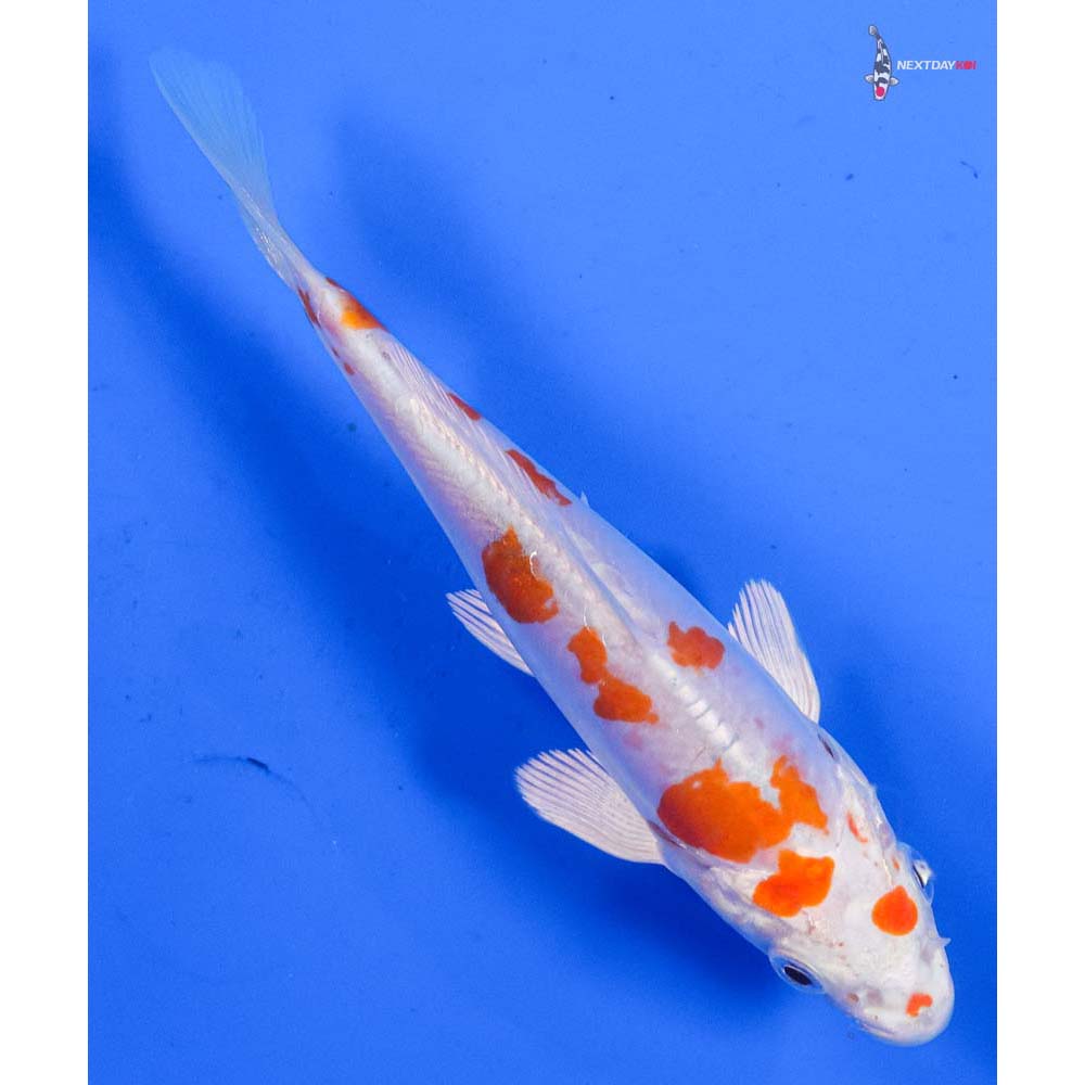 5” Imported Kikusui