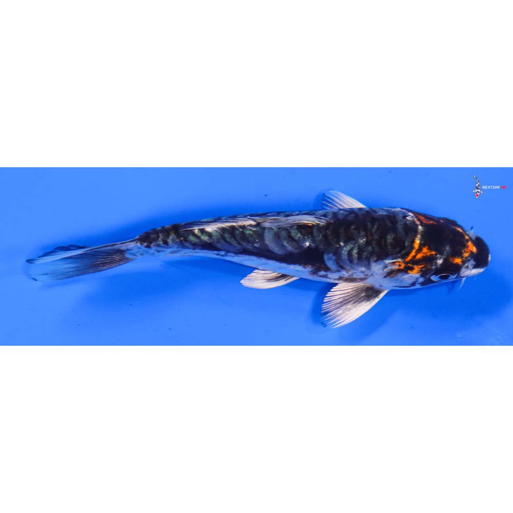 5.5” Imported Kin Kikokuryu