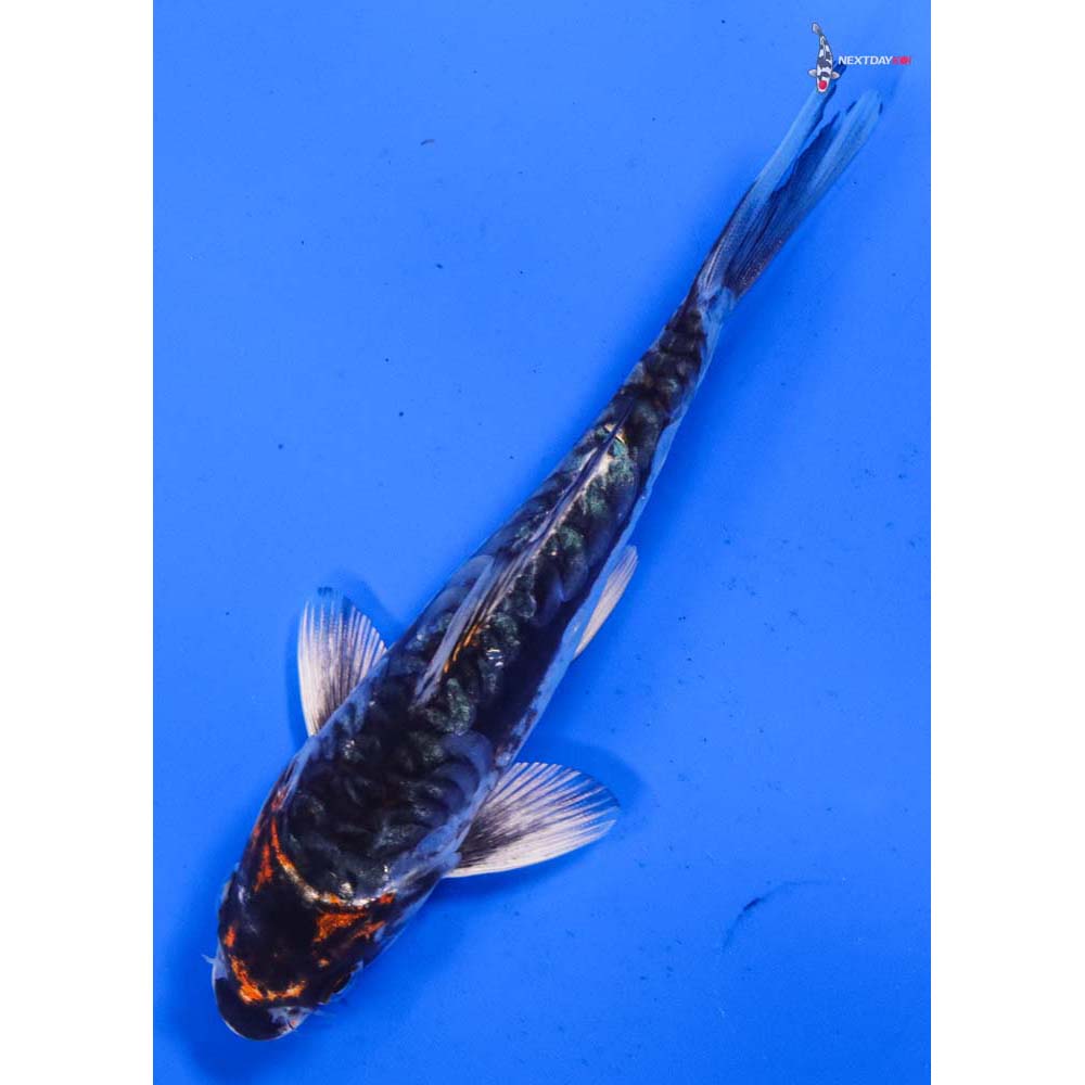 5.5” Imported Kin Kikokuryu