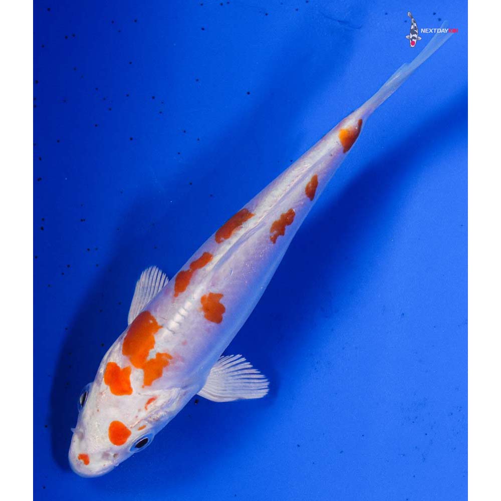 5” Imported Kikusui