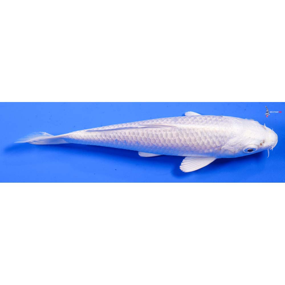 6” Imported Platinum Ogon