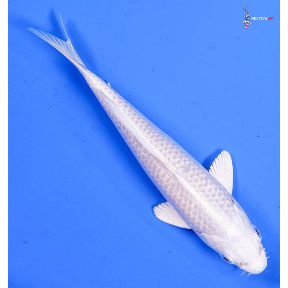 6” Imported Platinum Ogon