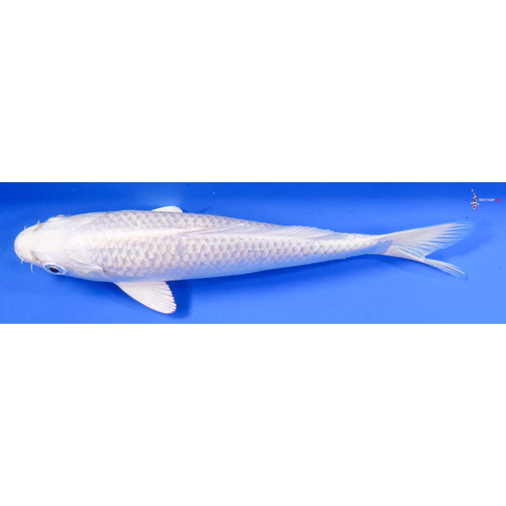 6” Imported Platinum Ogon