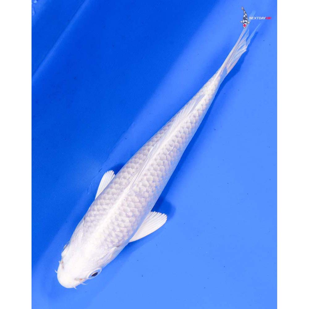 6” Imported Platinum Ogon