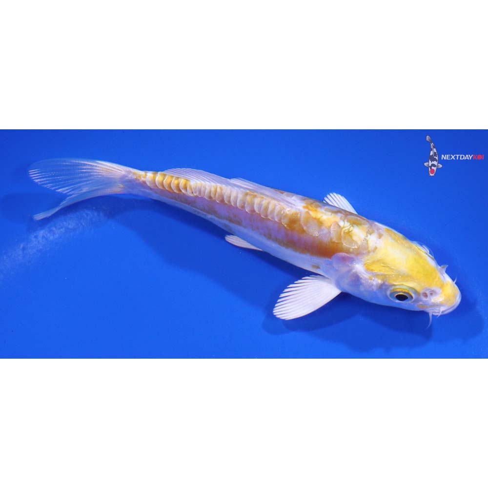 4.5” Imported Doitsu Lemon Hariwake