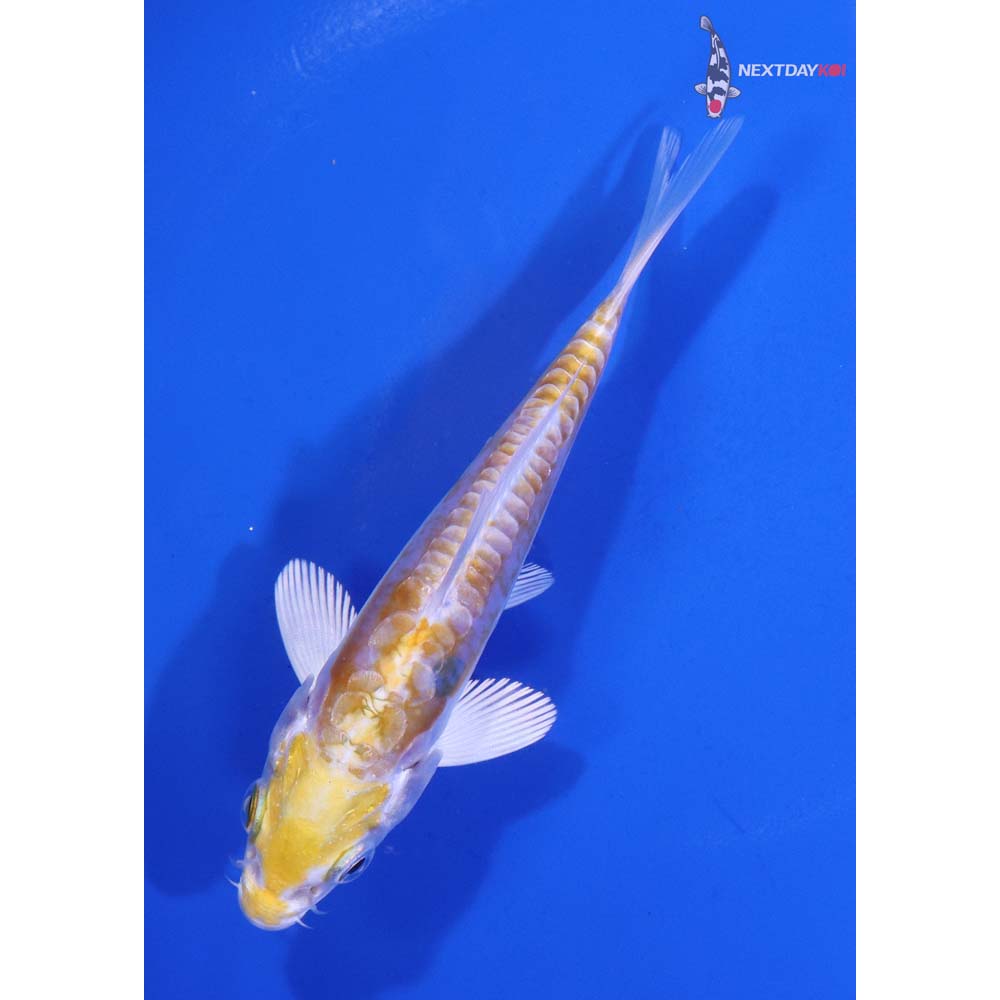 4.5” Imported Doitsu Lemon Hariwake