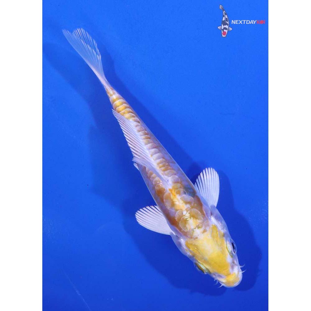 4.5” Imported Doitsu Lemon Hariwake