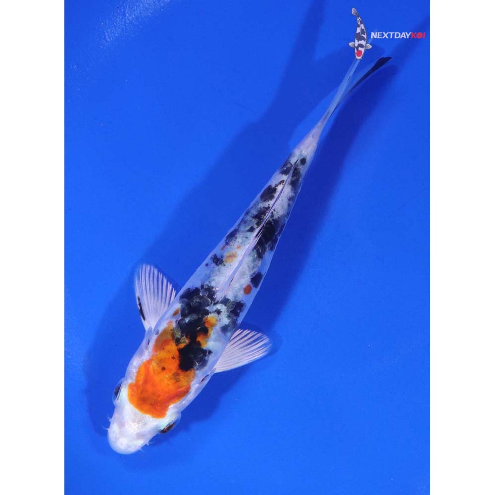 5” Imported Heisei Nishiki