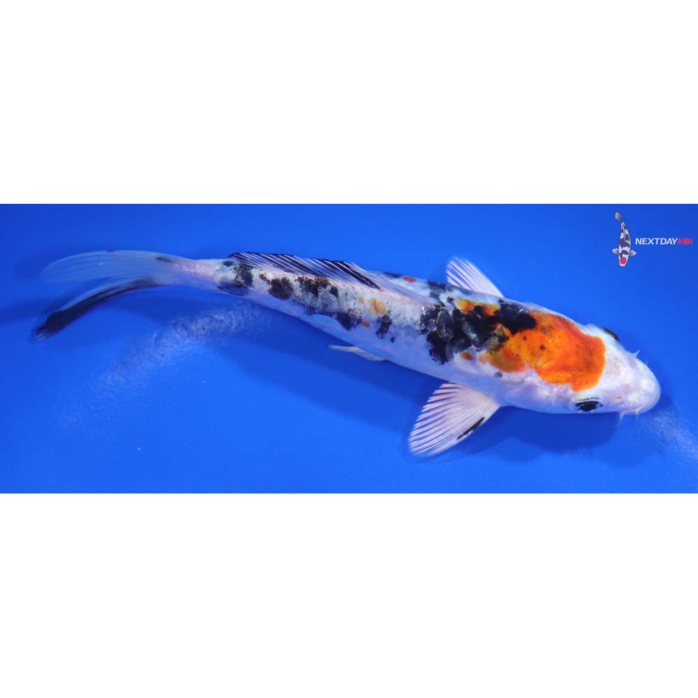 5” Imported Heisei Nishiki