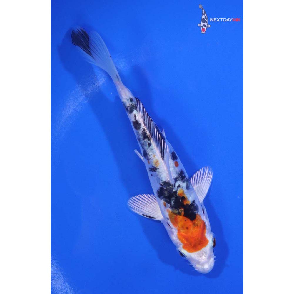 5” Imported Heisei Nishiki