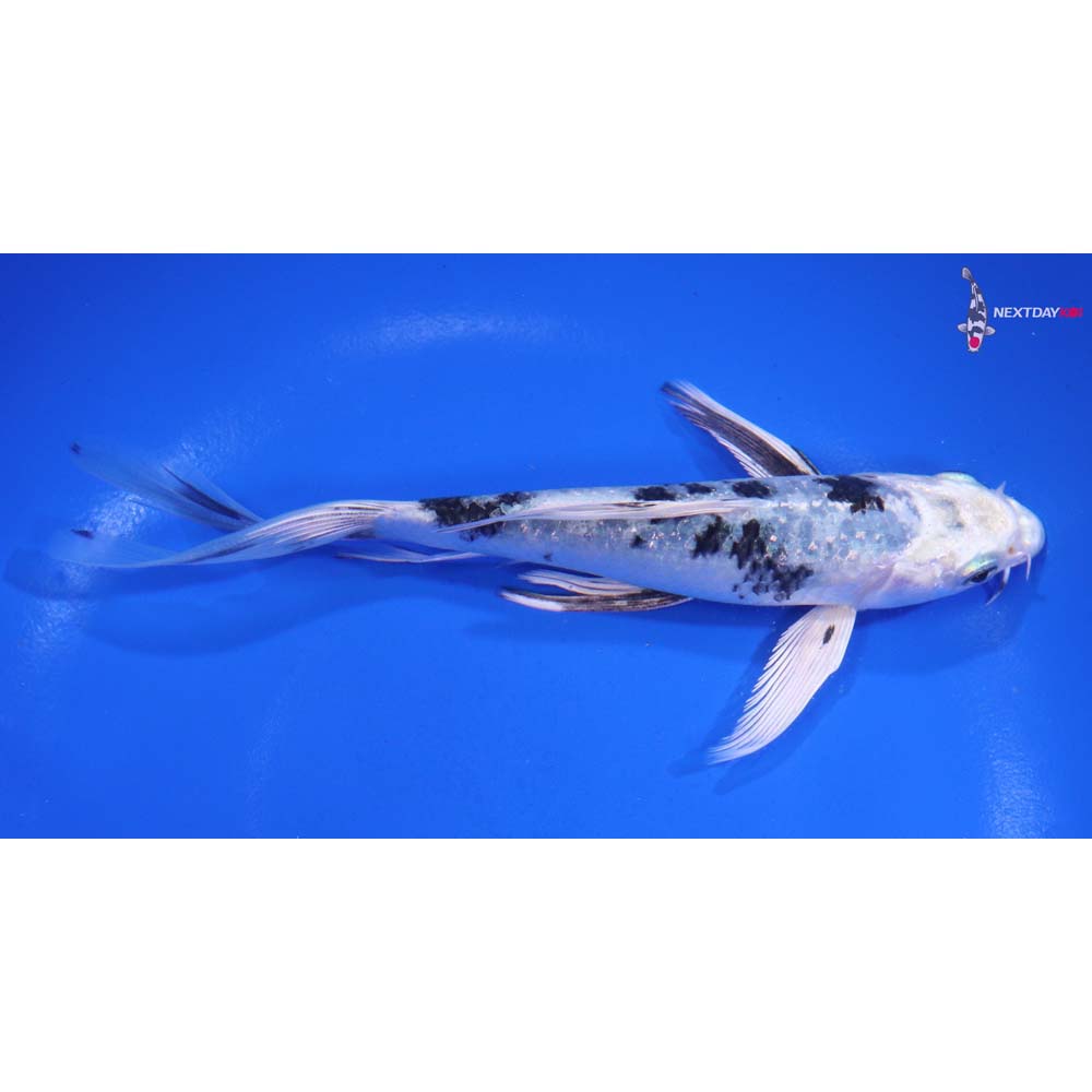 6” Imported Gin Shiro Bekko Butterfly Koi
