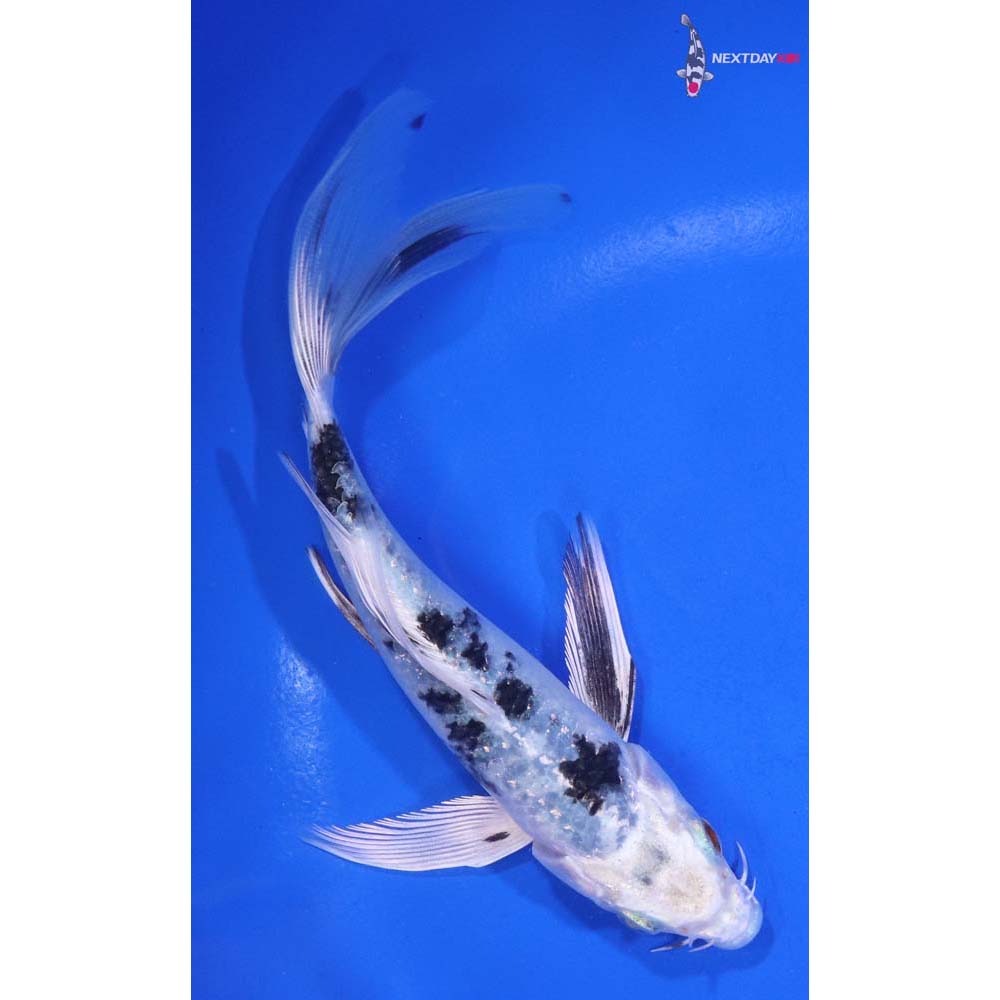 6” Imported Gin Shiro Bekko Butterfly Koi