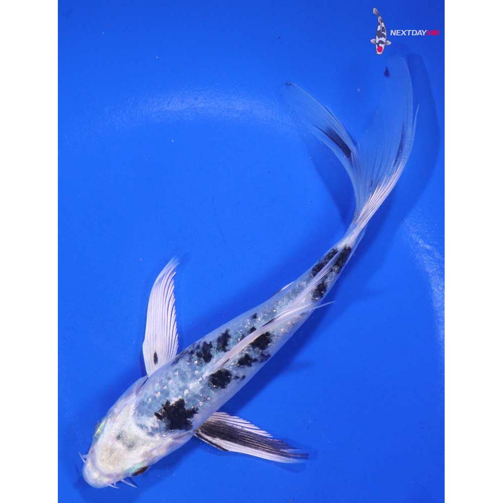 6” Imported Gin Shiro Bekko Butterfly Koi