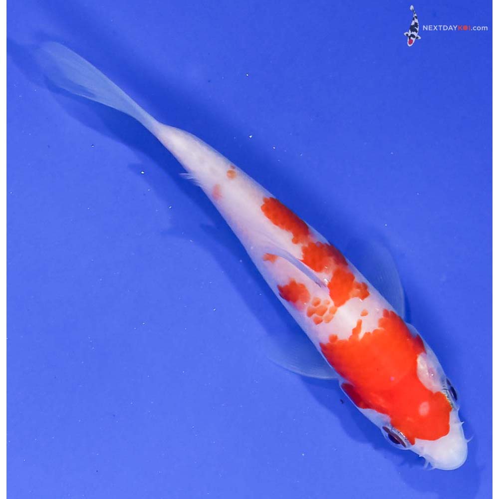4” Imported Kohaku