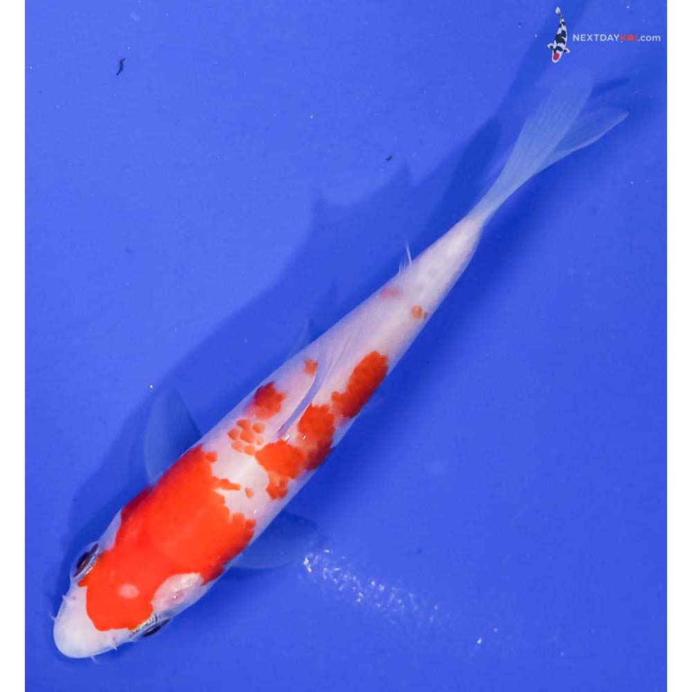 4” Imported Kohaku