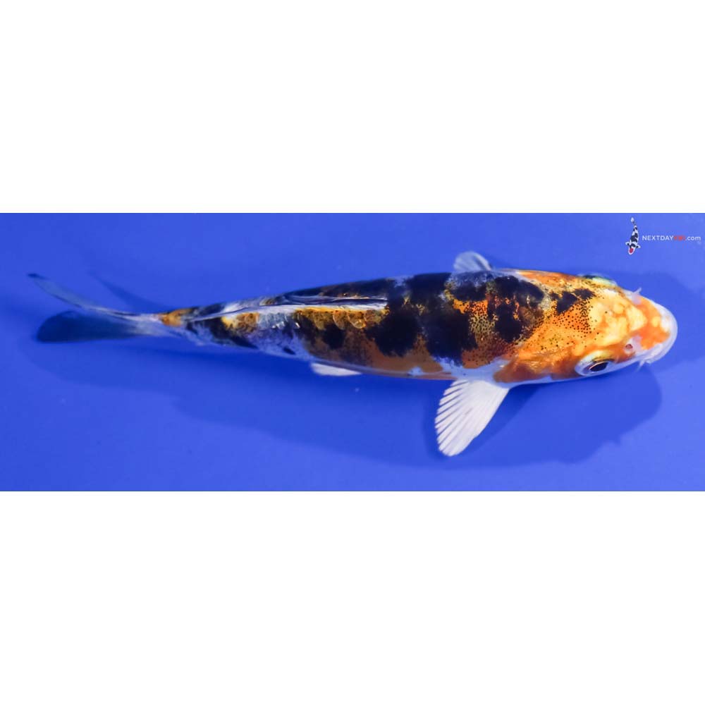 4.5” Imported Heisei Nishiki