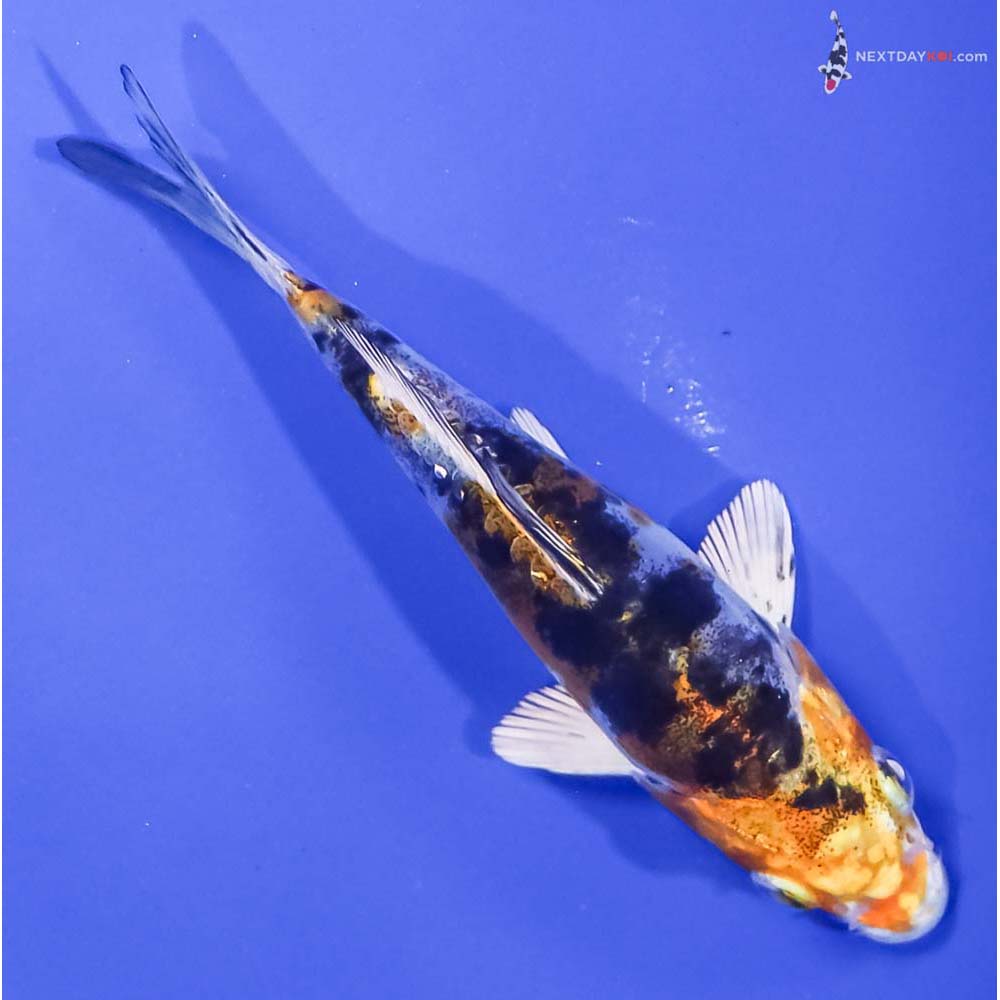 4.5” Imported Heisei Nishiki