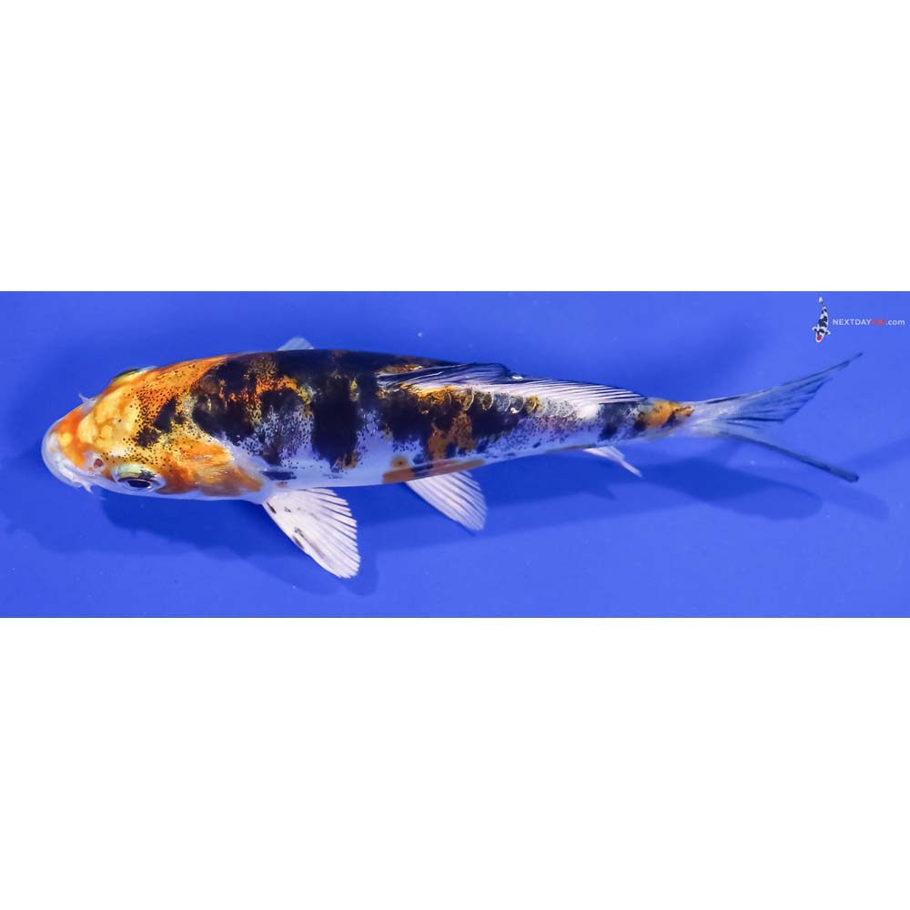 4.5” Imported Heisei Nishiki