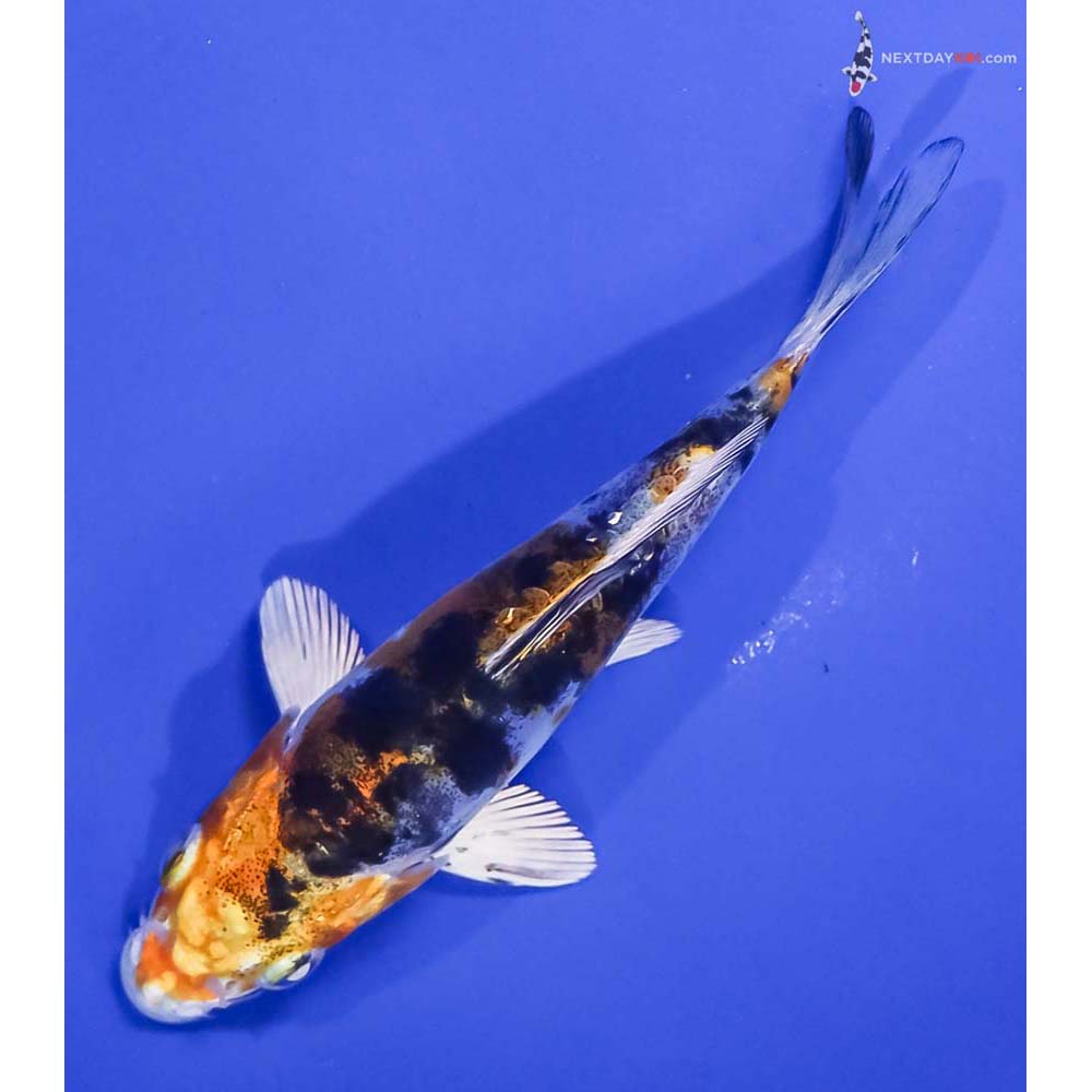 4.5” Imported Heisei Nishiki