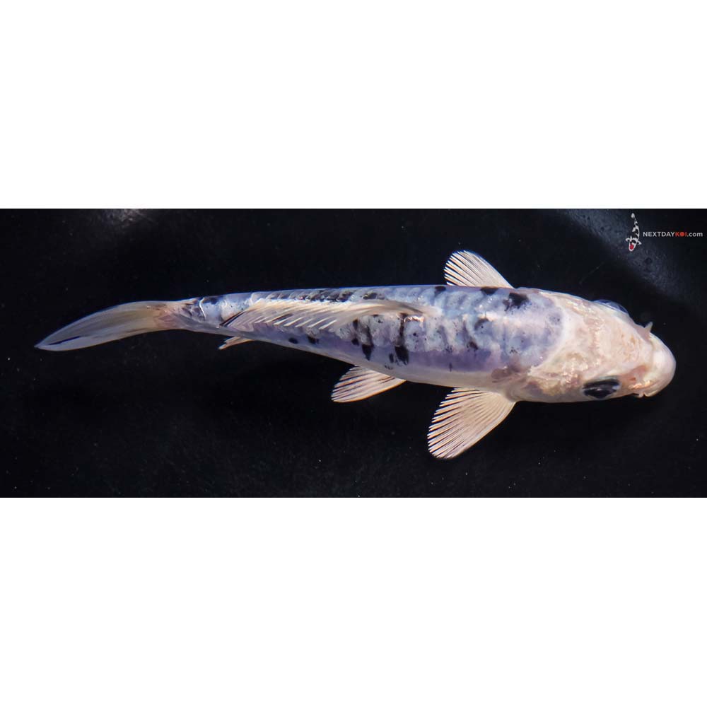 5” Imported Doitsu Blue Gin Shiro Bekko