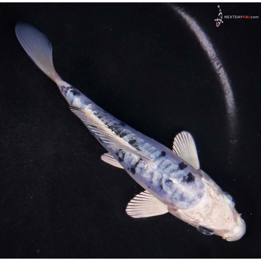 5” Imported Doitsu Blue Gin Shiro Bekko