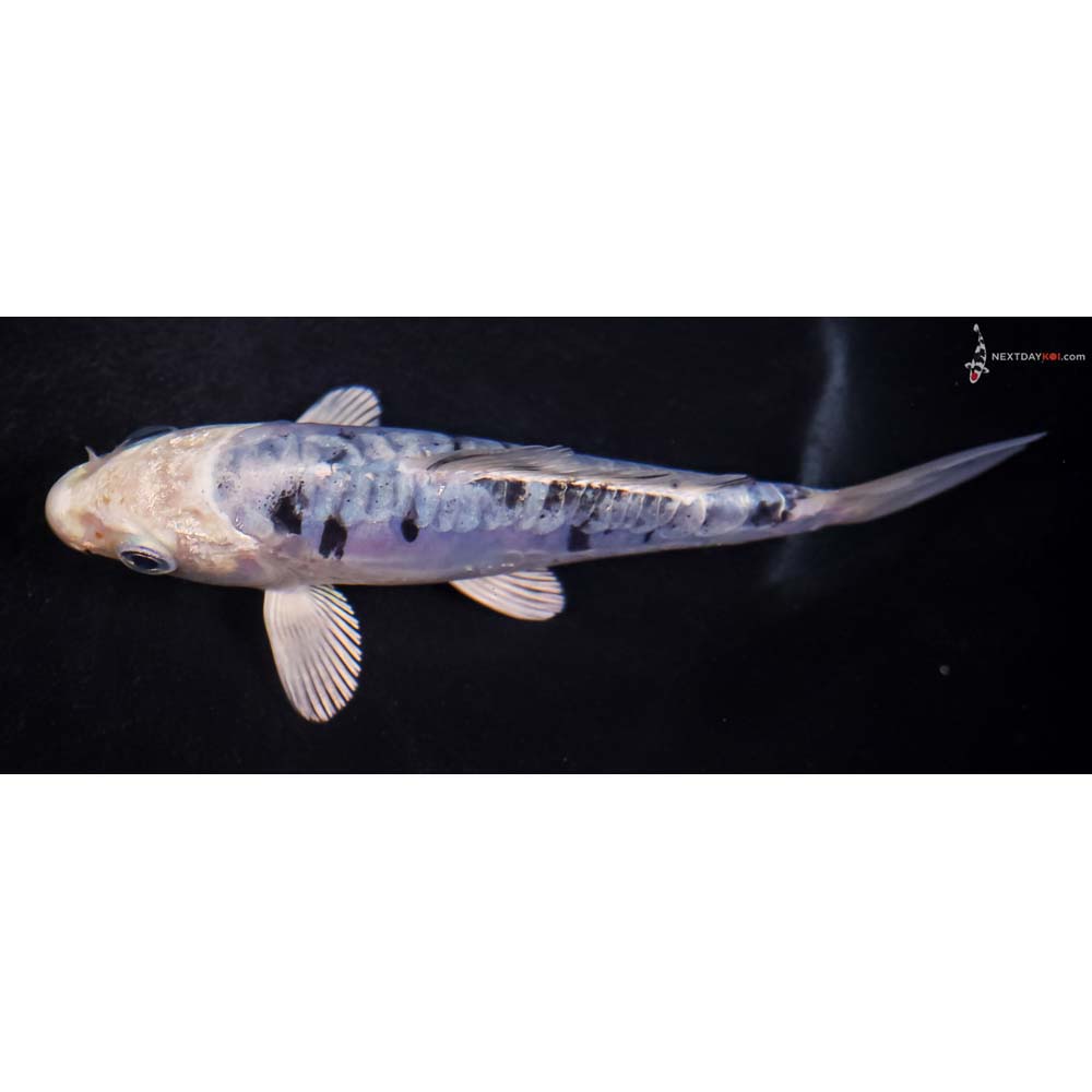 5” Imported Doitsu Blue Gin Shiro Bekko