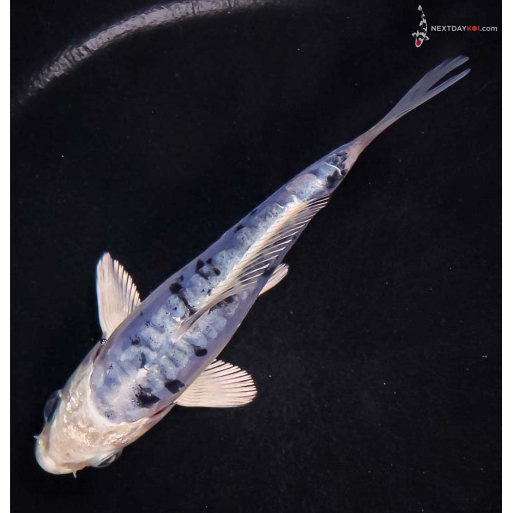 5” Imported Doitsu Blue Gin Shiro Bekko