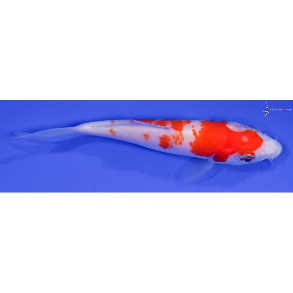 4” Imported Kohaku