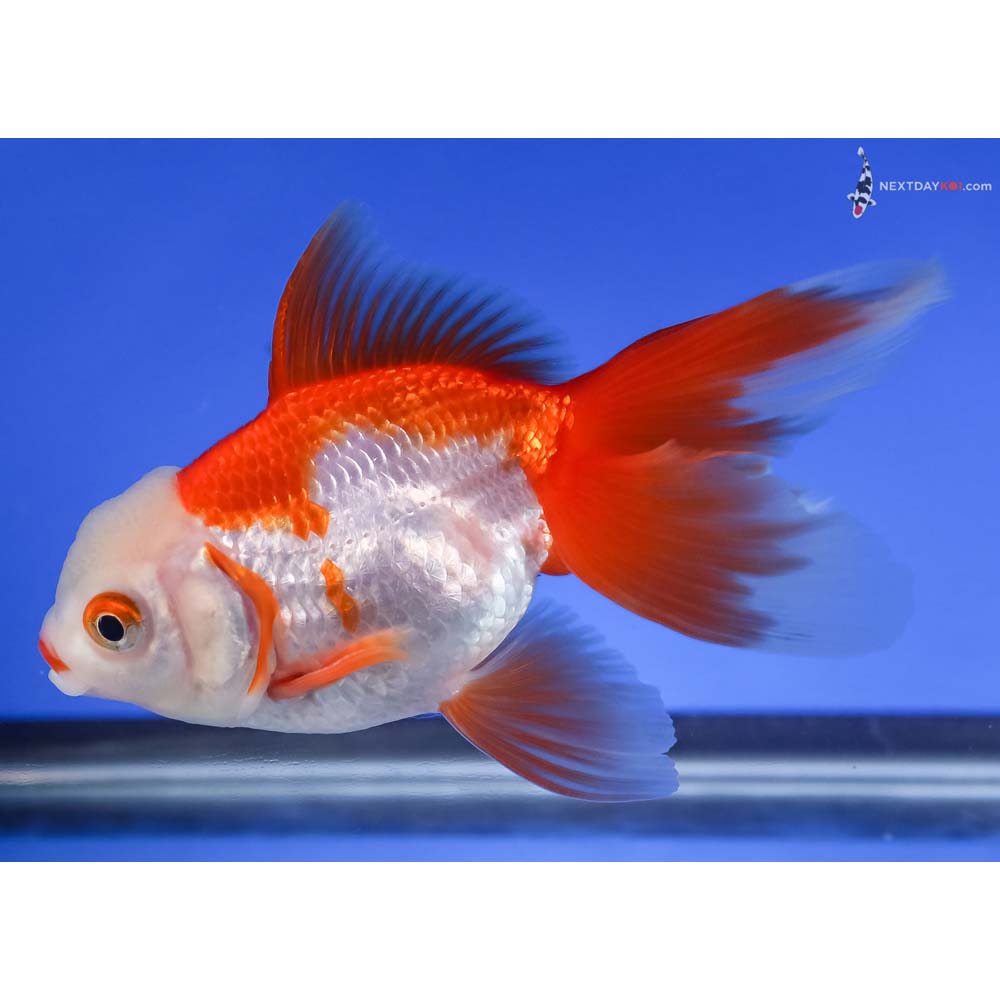 4.5” Imported Red and White Oranda