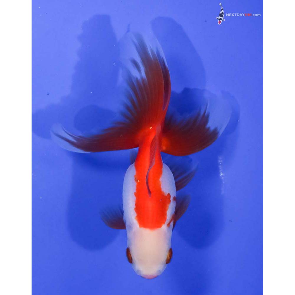 4.5” Imported Red and White Oranda