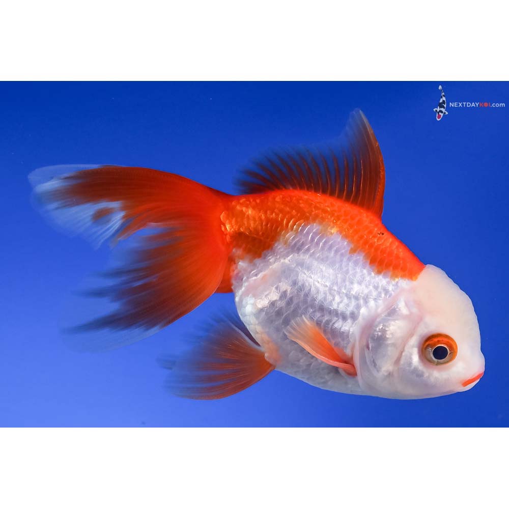 4.5” Imported Red and White Oranda