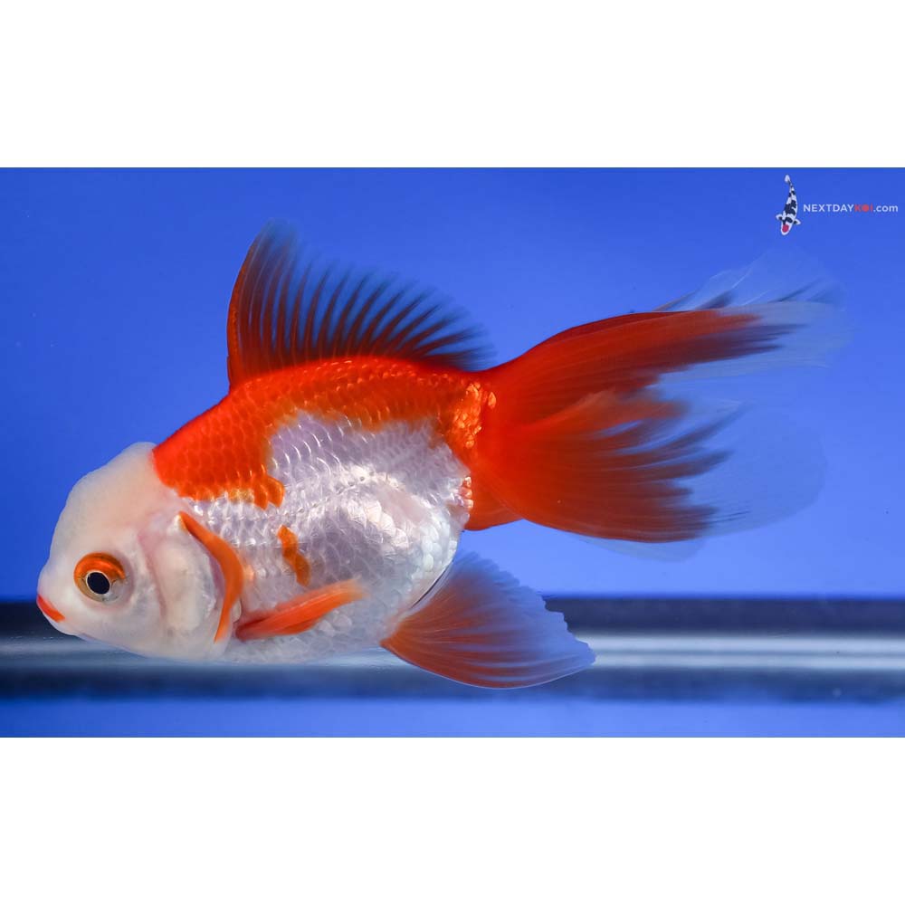 4.5” Imported Red and White Oranda