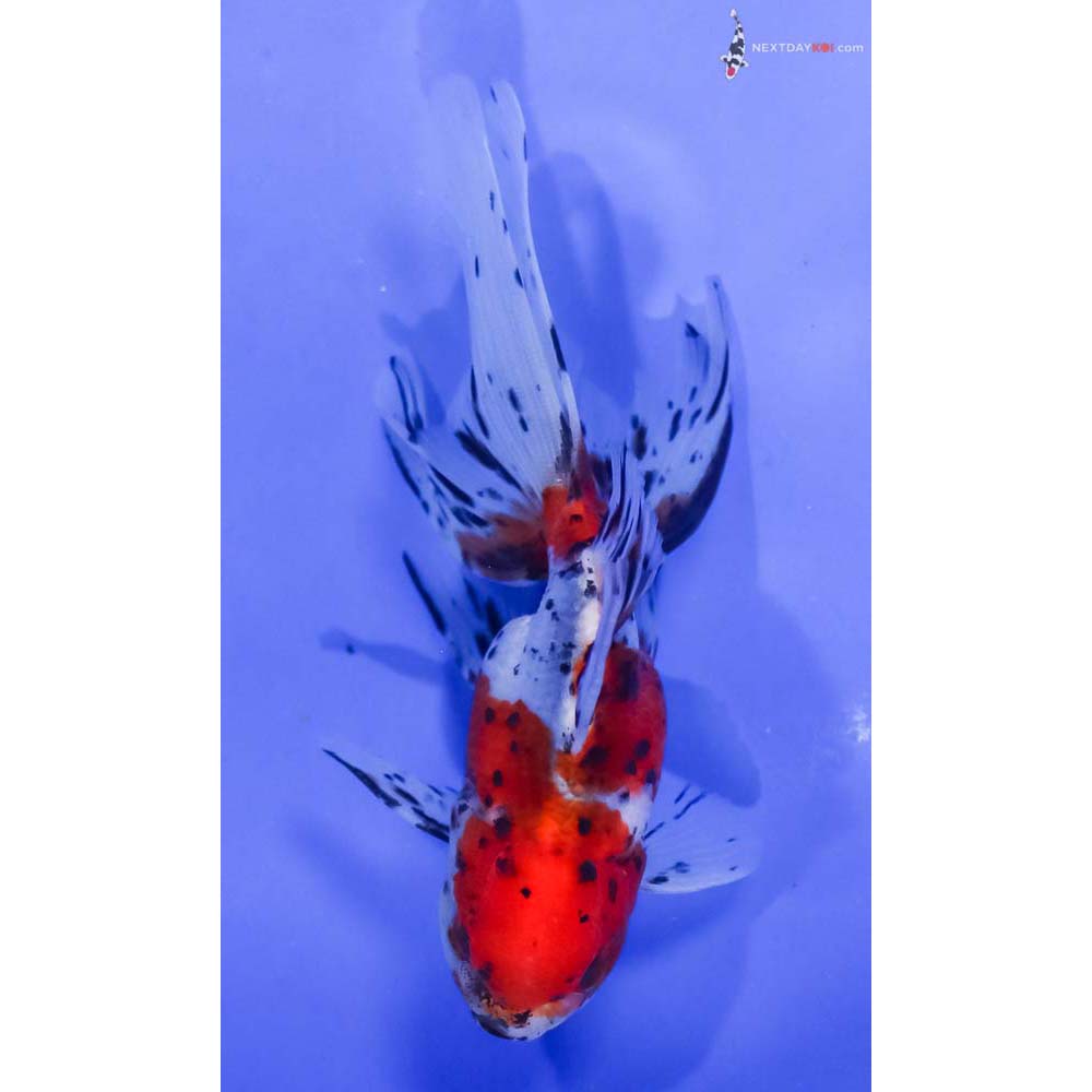 5” Imported Calico Oranda