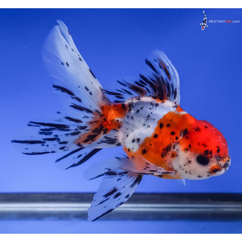 5” Imported Calico Oranda