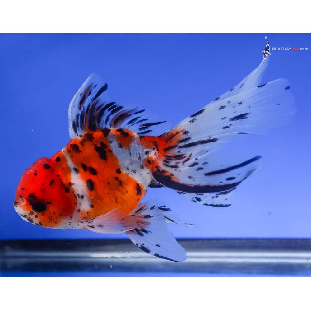5” Imported Calico Oranda