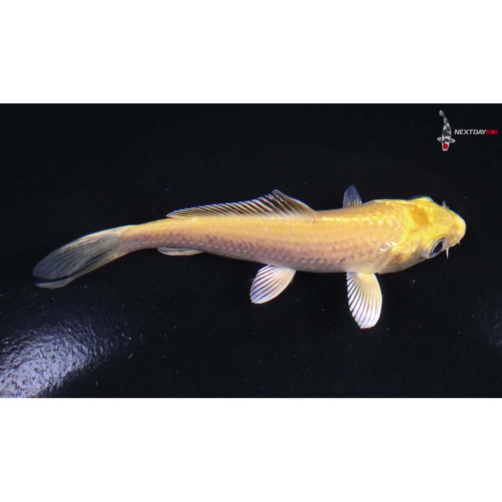 3.5” Imported Yamabuki Ogon