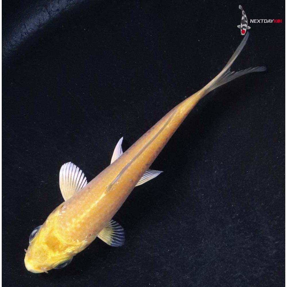 3.5” Imported Yamabuki Ogon