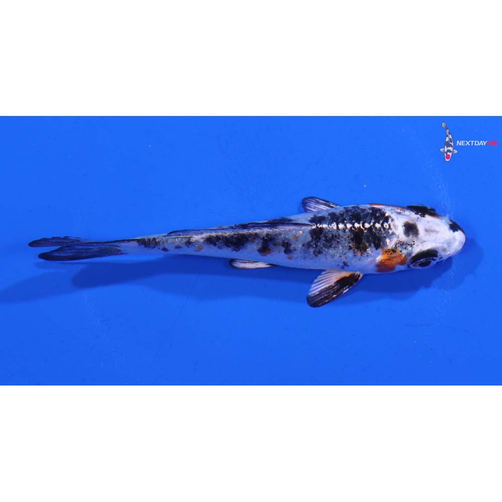 3.5” Imported Yamato Nishiki