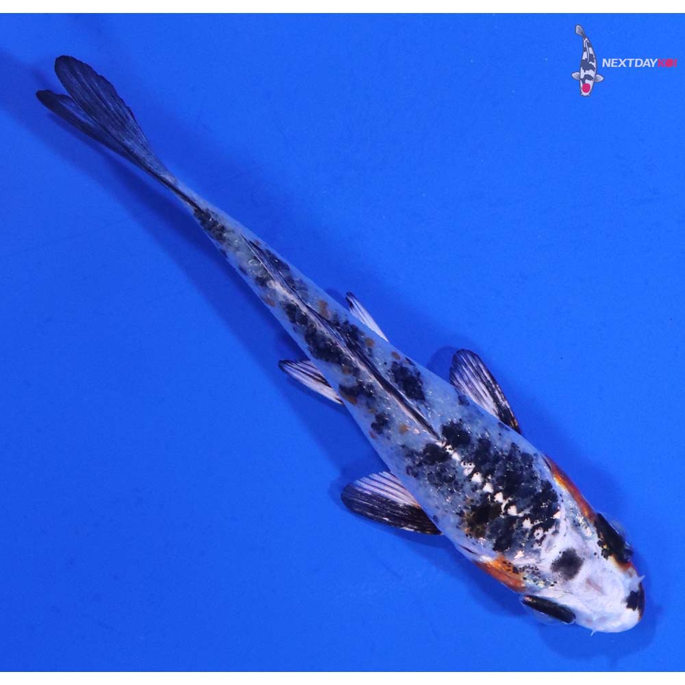 3.5” Imported Yamato Nishiki